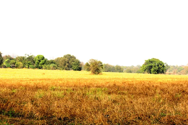 Meadow — Stock Photo, Image