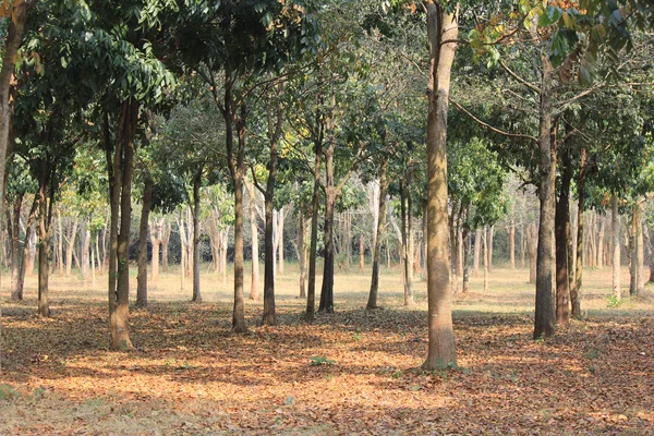 Bomen. — Stockfoto