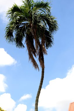 gökyüzü, ağaçlar