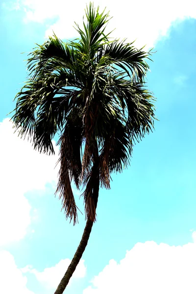 Himmel, Bäume — Stockfoto