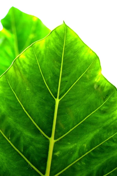 Leaves — Stock Photo, Image