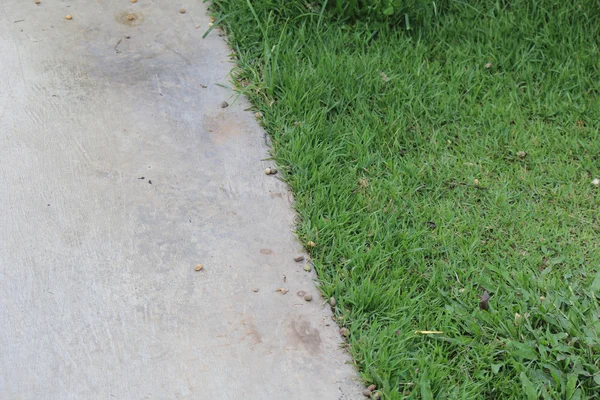 Plastered with cement walkways cut grass green. — Stock Photo, Image