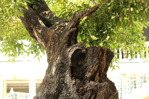 Old trees thick crust. — Stock Photo, Image