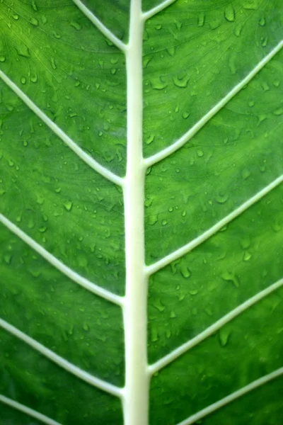 Folhas verdes. — Fotografia de Stock