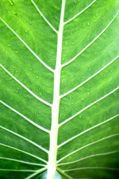 Folhas verdes. — Fotografia de Stock