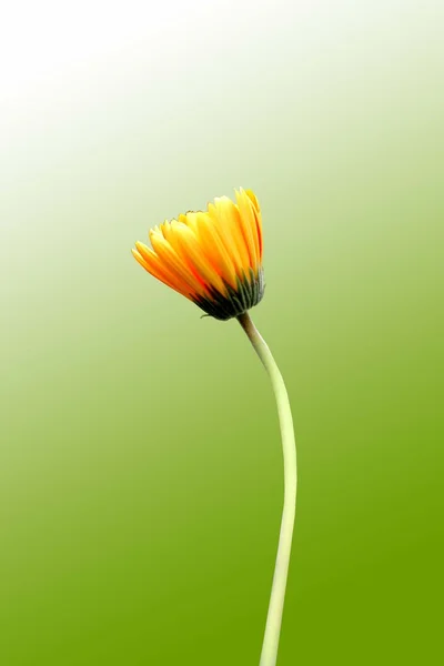 Gerberas de naranja —  Fotos de Stock