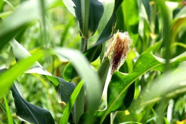 Corn field — Stock Photo, Image