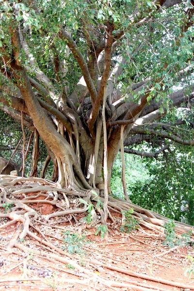 Banyan — Stock Photo, Image