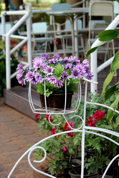 紫色非洲菊. — 图库照片