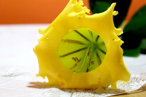 gösterişli chalicevine, sarı çiçek