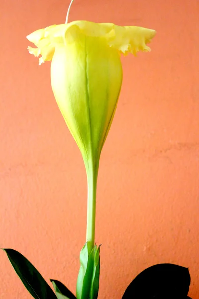 gösterişli chalicevine, sarı çiçek