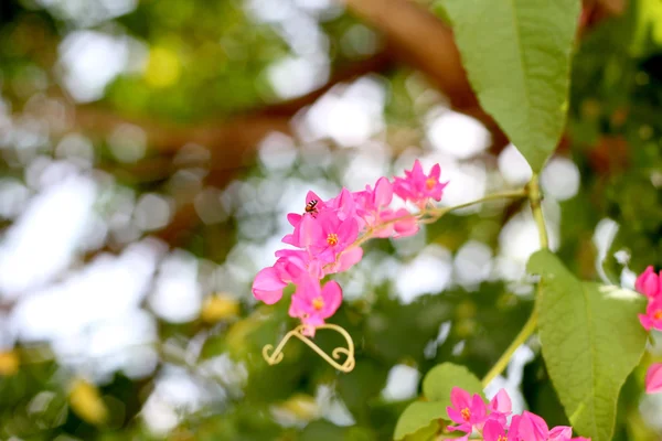 Rosa Rebe — Stockfoto