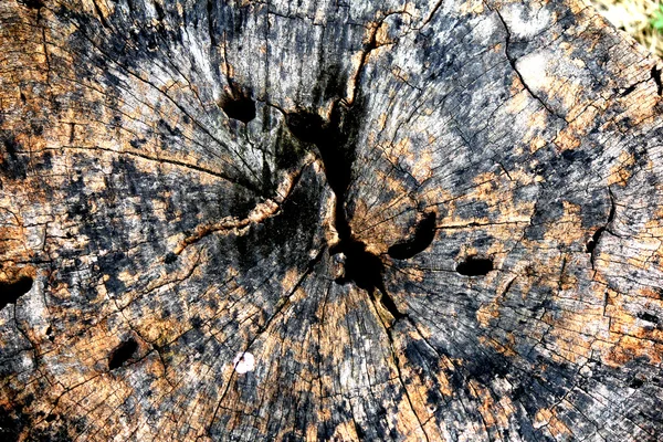 Old wood stumps — Stock Photo, Image