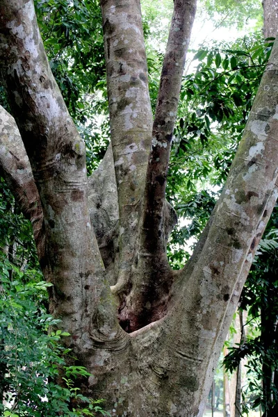 Big old trees. — Stock Photo, Image