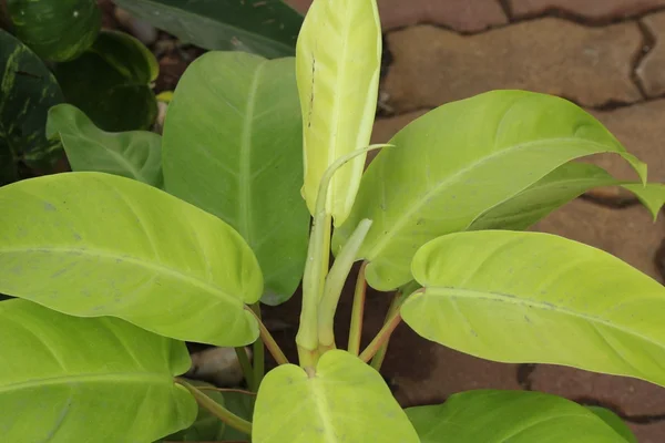Philodendron — Photo