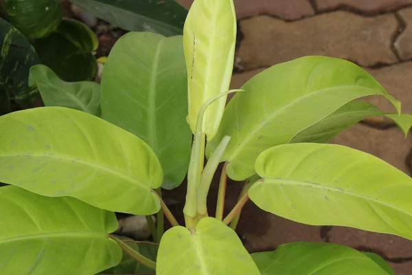 Philodendron — Stockfoto