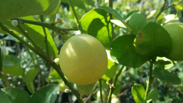 Albero di limone — Foto Stock