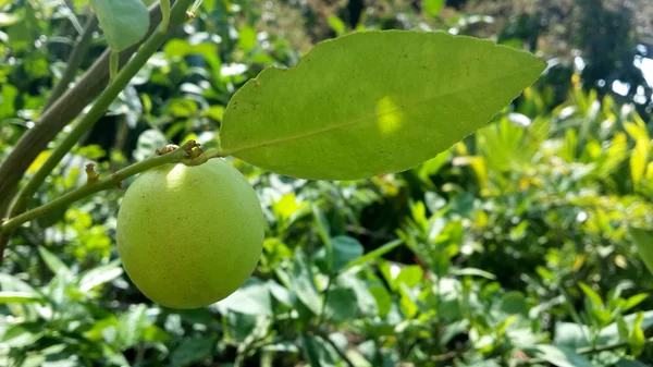 Citron träd — Stockfoto