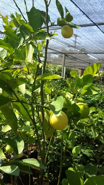 Albero di limone — Foto Stock