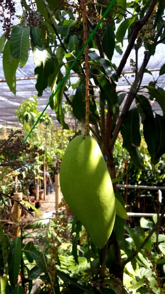 Albero di mango — Foto Stock
