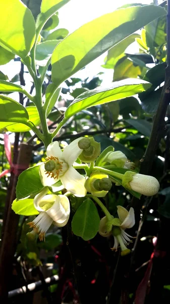 Flor de Limão — Fotografia de Stock