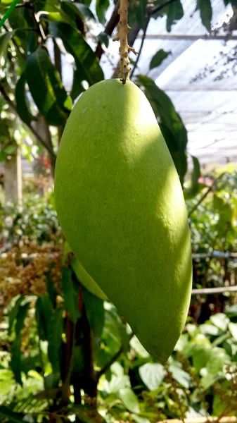 Árbol de mango — Foto de Stock