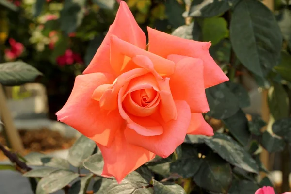 Rosas naranjas —  Fotos de Stock