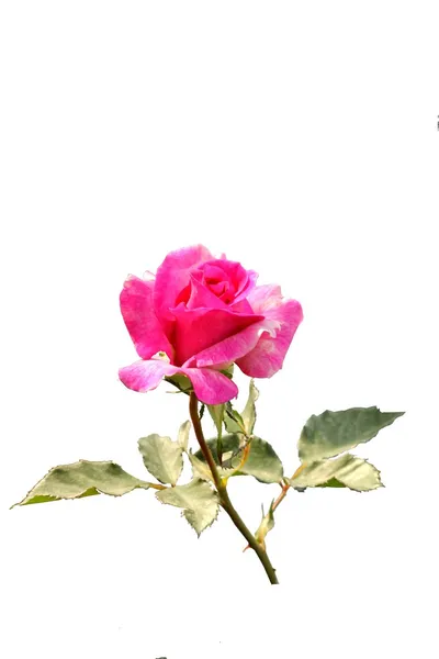 Rosa Rosen — Stockfoto