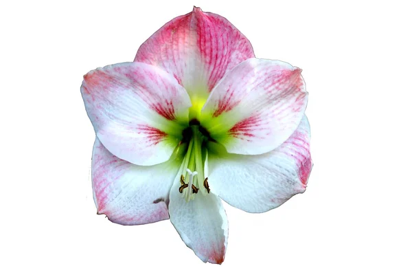 Amaryllis — Stockfoto