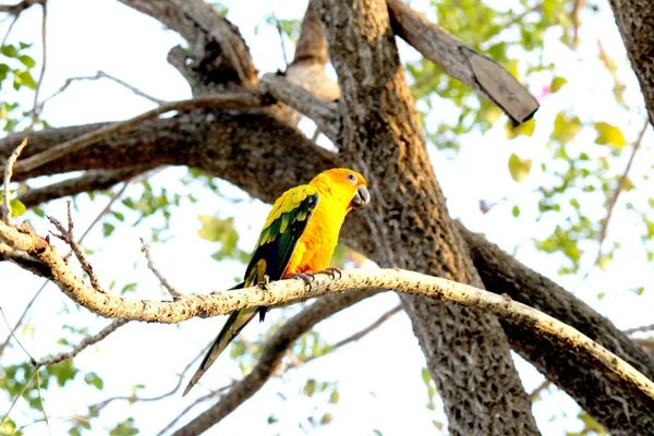 Parrot — Stock Photo, Image