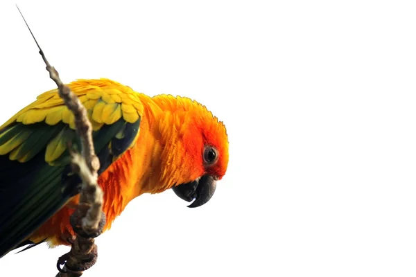 Parrot — Stock Photo, Image