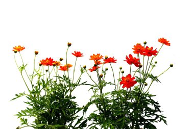 Cosmos flowers clipart