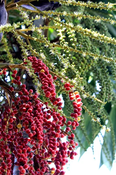 Palmera de betel — Foto de Stock