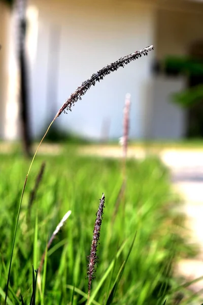 Flowering grass — Stock Photo, Image