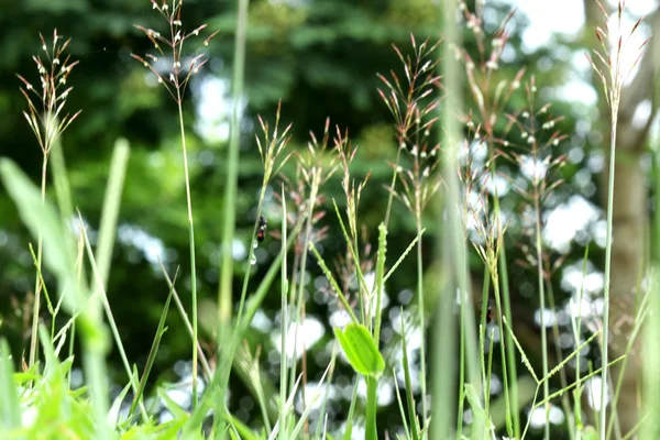 Gräs — Stockfoto