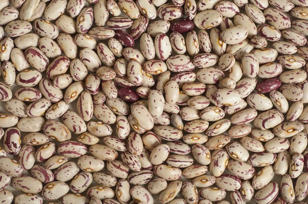 Vista de cerca de frijoles Pinto orgánicos italianos —  Fotos de Stock