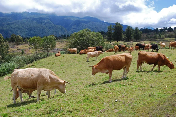 Plaine des Cafres — Stockfoto