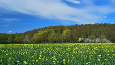 Kolza ekimi Belçika