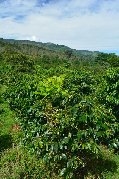 咖啡种植园 — 图库照片