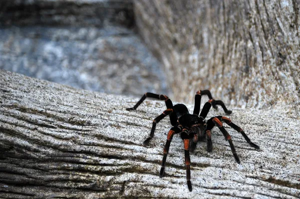 Tarantula