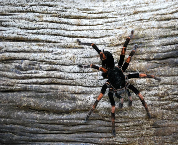 Vogelspinne — Stockfoto