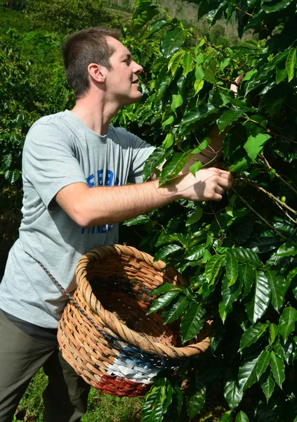Plantacja kawy — Zdjęcie stockowe