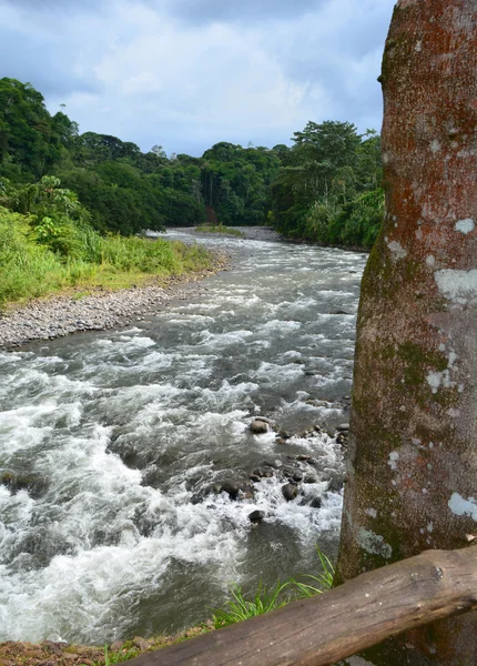 Sarapiqui Nehri — Stok fotoğraf