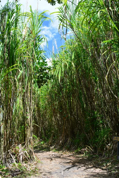 Arenal Park — Stockfoto