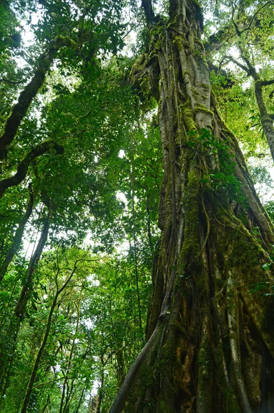 Monteverde — Stockfoto