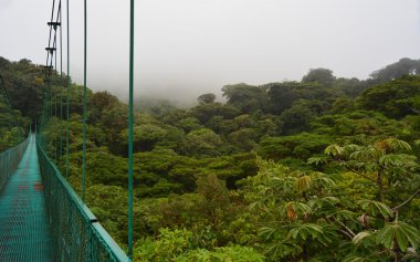 monteverde bulutlu orman