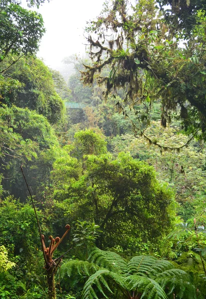 Хмарний ліс monteverde — стокове фото
