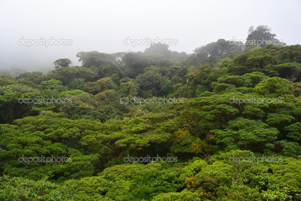 Cloudy forest of Monteverde