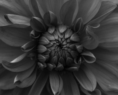 Bir yıldız çiçeğinin güzel yakın çekimi