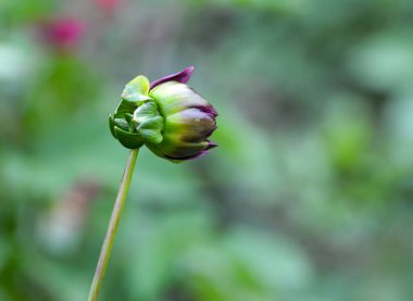 Bir tomurcuğun güzel yakın çekimi